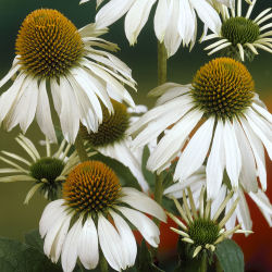 Echinacée blanche / Echinacea 'Alba'